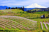 Blossoming apple trees in an orchard in the foreground with snow-covered Mount Adams in Washington State in the distance against a cloudy sky,Oregon,United States of America