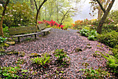 Flower petals litter the path in Crystal Springs Rhododendron Garden on a foggy morning,Portland,Oregon,United States of America