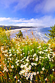 Wildflowers bloom on the Oregon coast in the foreground with a view of a beach along the coastline,Newport,Oregon,United States of America