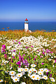 Wildflowers blooming in a field beside North Head Lighthouse,Cape Disappointment State Park,Washington,United States of America