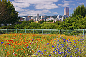 Wildblumen am Wasser und Wolkenkratzer in der Innenstadt von Portland, Oregon, Portland, Oregon, Vereinigte Staaten von Amerika
