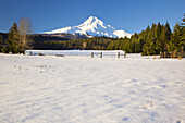 Snow-covered Mount Hood in the Cascade Range with a forest and snowy field in the foreground,Oregon,United States of America