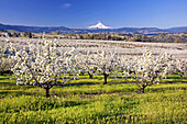 Apple tree orchard and the peak of a snow-covered Mount Hood in the distance against a clear,blue sky in the Columbia River Gorge of the Pacific Northwest,Oregon,United States of America
