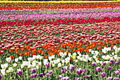 Abundance of colourful tulips in bloom in a field at Wooden Shoe Tulip Farm,Woodburn,Oregon,United States of America