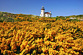Coquille River Light against a blue sky with blossoming yellow foliage in the foreground along the Oregon coast in Bullards Beach State Park,Bandon,Oregon,United States of America