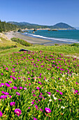 Blühende Wildblumen am Ufer mit Blick auf die weite Küste von Oregon im Port Orford Heads State Park,Port Orford,Oregon,Vereinigte Staaten von Amerika