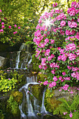 Waterfall and beautiful blossoming plants in the gardens of Crystal Springs Rhododendron Gardens,Portland,Oregon,United States of America