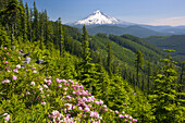 The snow-covered peak of Mount Hood in the distance and Mount Hood National Forest in the foreground with wildflowers blossoming on a hillside,Oregon,United States of America