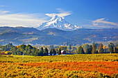 Majestätischer Mount Hood mit roter Scheune und herbstlich gefärbtem Laub im Tal, Oregon, Vereinigte Staaten von Amerika