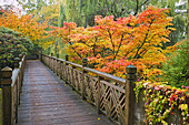 Holzsteg durch einen herbstlich gefärbten Park im Crystal Springs Rhododendron Garden, Portland, Oregon, Vereinigte Staaten von Amerika