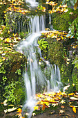 Tranquil cascading water over mossy rock in autumn,Portland,Oregon,United States of America