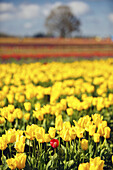 Red tulip among an abundance of yellow tulips in a field at Wooden Shoe Tulip Farm,Woodburn,Oregon,United States of America