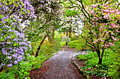 Crystal Springs Rhododendron Garden in springtime with blossoming trees and petal debris on the trail,Portland,Oregon,United States of America