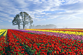 An abundance of blossoming colourful tulips in a field at Wooden Shoe Tulip Farm with fog resting over the field,Woodburn,Oregon,United States of America