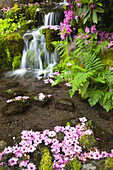 Blühende rosa Blumen und Farne neben einem ruhigen Wasserfall im Crystal Springs Rhododendron Garden, Portland, Oregon, Vereinigte Staaten von Amerika