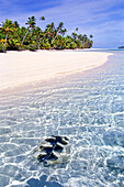 Weichtiermuschel, die im klaren Wasser vor einem tropischen Strand mit weißem Sand und Palmen schwimmt, Aitutaki, Cook Islands