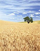 Goldenes Weizenfeld auf sanften Hügeln mit einem einsamen Baum in der Mitte, Palouse, Washington, Vereinigte Staaten von Amerika