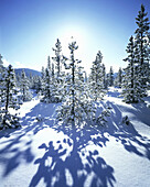 Schnee bedeckt die immergrünen Bäume im Mount Hood National Forest in einer kalten Winterszene mit der Sonne, die am hellblauen Himmel leuchtet, Oregon, Vereinigte Staaten von Amerika