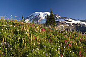 Bunte Wiese mit einer Vielzahl von blühenden Wildblumen an einem Berghang mit dem Gipfel des Mount Rainier vor einem strahlend blauen Himmel im Mount Rainier National Park, Washington, Vereinigte Staaten von Amerika