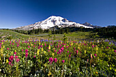 Bunte Wiese mit einer Vielzahl von blühenden Wildblumen an einem Berghang mit dem Gipfel des Mount Rainier vor einem strahlend blauen Himmel im Mount Rainier National Park, Washington, Vereinigte Staaten von Amerika