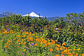 Snow-covered Mount Hood in the distance against a bright blue sky with blossoming wildflowers,including California poppies (Eschscholzia californica),in the foreground,Oregon,United States of America