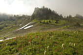 An abundance of wildflowers blossoming in an alpine meadow in the fog in the Cascade Range,Mount Rainier National Park,Washington,United States of America