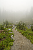 Ein vom Nebel verdeckter Weg,Mount Rainier National Park,Washington,USA