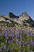 Nahaufnahme von blühenden Wildblumen auf einer alpinen Wiese mit den schroffen Gipfeln der Tatoosh Mountains im Hintergrund im Mount Rainier National Park, Washington, Vereinigte Staaten von Amerika