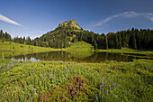 Bergwiese und Spiegelungen in einem See im Mount Rainier National Park,Washington,Vereinigte Staaten von Amerika