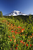 Alpine meadow and snow-capped Mount Rainier in Mount Rainier National Park,Washington,United States of America