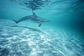 Ein Großer Tümmler (Tursiops truncatus) schwimmt im türkisfarbenen Wasser im flachen Bereich vor den Bay Islands in der Karibik, Roatan, Honduras