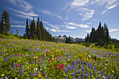 Wunderschöne blühende Wildblumen auf einer alpinen Wiese mit einem Wald und der zerklüfteten Cascade Range im Hintergrund im Mount Rainier National Park, Washington, Vereinigte Staaten von Amerika