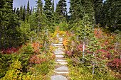 Vibrant autumn colours along a trail in a forest,Mount Rainier National Park,Washington,United States of America