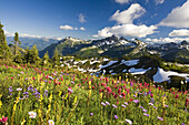 Blühende Wildblumen auf einer Wiese im Mount Rainier National Park mit den schroffen Gipfeln der Cascade Range in der Ferne, Washington, Vereinigte Staaten von Amerika