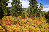 Vibrant autumn coloured foliage on a mountainside in Mount Rainier National Park,Washington,United States of America
