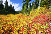 Vibrant autumn coloured foliage in a mountain meadow on Mount Rainier in Mount Rainier National Park,Washington,United States of America