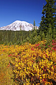 Snow-covered Mount Rainier and autumn colours in a meadow with a dense forest and bright blue sky in the morning in Mount Rainier National Park,Washington,United States of America