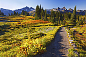 Farbenfrohes Herbstlaub entlang eines Weges und schroffe Berggipfel in der Tatoosh Range im Mount Rainier National Park, Washington, Vereinigte Staaten von Amerika