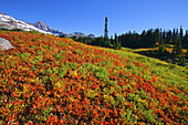Kräftig gefärbtes Herbstlaub und schroffe Berggipfel des Mount Rainier im Mount Rainier National Park, Washington, Vereinigte Staaten von Amerika