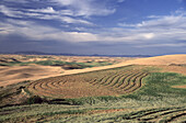 Muster von Weizen- und Gerstenfeldern auf dem weitläufigen Ackerland über sanften Hügeln und einem fernen Horizont, Palouse Region, Washington, Vereinigte Staaten von Amerika