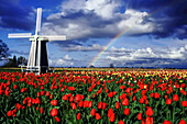 Ein Regenbogen erscheint am Himmel in der Ferne nach einem Gewitter, mit einem großen Tulpenfeld und einer Windmühle auf der Wooden Shoe Tulip Farm, Woodburn, Oregon, Vereinigte Staaten von Amerika