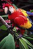 Close-up of a Scarlet Macaw (Ara macao) perched on a blossoming plant and looking at the camera,Roatan,Bay Islands,Honduras