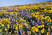 Gelbe Gänseblümchen und violette Lupinen blühen in Hülle und Fülle auf einer Wiese mit blauem Himmel, Oregon, Vereinigte Staaten von Amerika