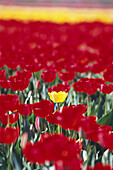 A lone yellow tulips growing among the vibrant red tulips,Wooden Shoe Tulip Farm,Woodburn,Oregon,United States of America