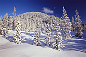 Immergrüne Bäume mit Schnee bedeckt, Mount Hood National Forest, Oregon, USA, Oregon, Vereinigte Staaten von Amerika