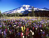 Wildblumen und Mount Rainier im Paradise Park,Mount Rainier National Park,Washington,USA,Paradise,Washington State,Vereinigte Staaten von Amerika