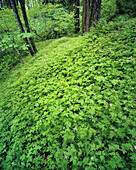 Dense lush foliage on the forest floor in the Columbia River Gorge,Oregon,United States of America