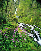 Wahkeena Falls mit üppigem Laub und Wildblumen im Mount Hood National Forest in der Columbia River Gorge, Oregon, Vereinigte Staaten von Amerika