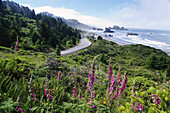 Blühende Wildblumen entlang eines Hügels mit Blick auf die zerklüftete Küste von Oregon bei Cape Sebastian und den Highway, der am Wasser entlang führt, Oregon, Vereinigte Staaten von Amerika