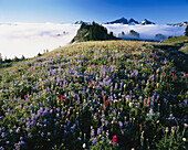 Blossoming wildflowers in an alpine meadow at high elevation with the clouds lying over the landscape revealing on the rugged peaks of the Cascade Range in Mount Rainier National Park,Washington,United States of America
